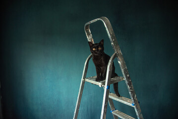  Black cat on the stairs © Artanika