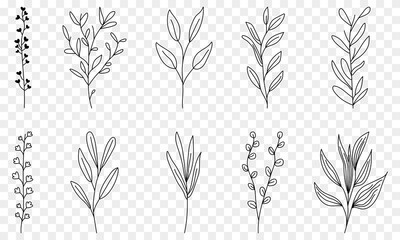 Hand drawn wild herbs and leaves. Vector illustration isolated on transparent background