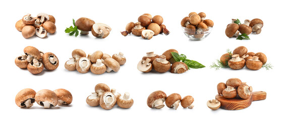 Set of many champignon mushrooms isolated on white