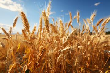 Fototapeta premium A windswept field of golden wheat ready for harvest. Concept of abundance and sustenance. Generative Ai.