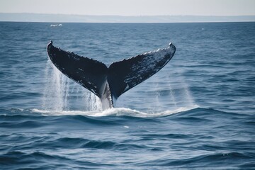 Fototapeta premium whale tail on the water surface