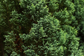 Spruce branches in the park close-up