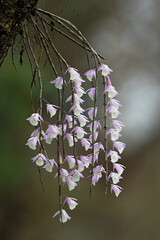 A naturally growing leafless dendrobium aphyllum in full bloom with purple-pink flowers from the...