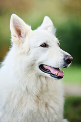 Beautiful White Swiss Shepherd Dog with blurred green background. Portrait of a dog with tongue