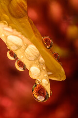 Close-Up Macro Photo of Flower Petals With Water Droplets