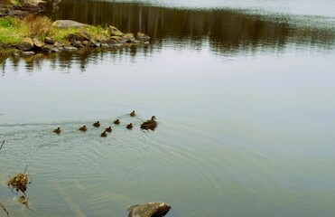 little ducklings begin their life's journey