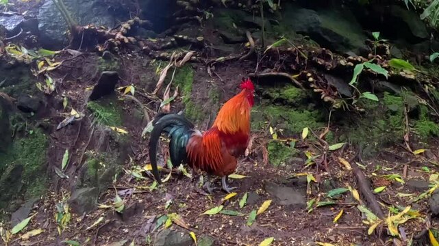 A rooster in the wild crowing in slow motion