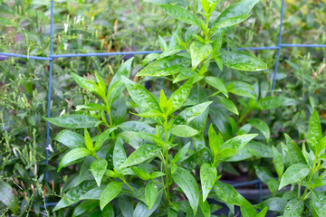 Andrographis paniculata plant in the garden