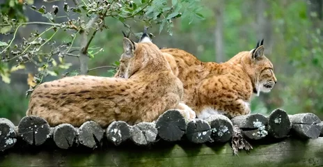 Gordijnen Lynx d'Europe © PHILETDOM