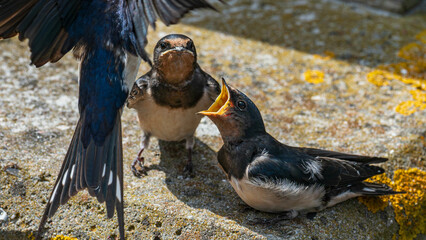 um Futter bettelnde Rauchschwalben