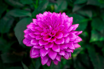 Blooming Pink Flower on a Soft Green Leafy Background