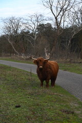 Scottish Highlander cows - 668366392