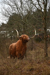 Scottish Highlander cows - 668366590