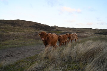 Scottish Highlander cows - 668366776