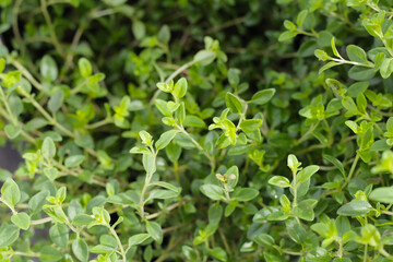 Fototapeta na wymiar Fresh lemon thyme herbs in the garden