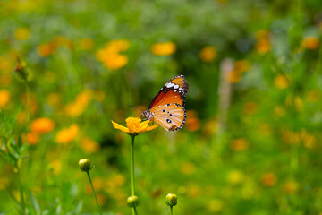 Butterfly with orange sulfur cosmos or yellow cosmos flower.