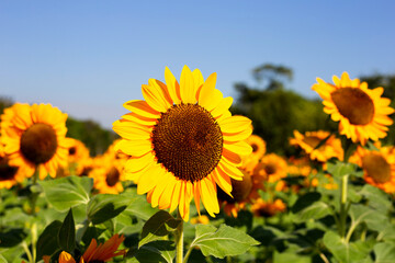 Fototapeta premium Sunflower field, Beautiful summer landscape.
