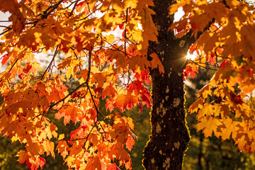 Herbst - Baum - Sonne - Blätter - Allgäu