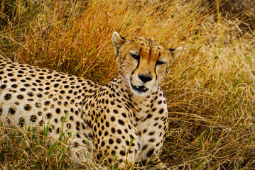 cheetah in serengeti