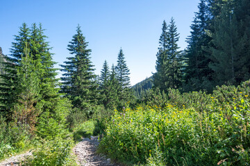 Summer landscape of Rila Mountain, Bulgaria