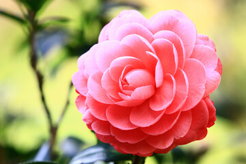 close-up of red Camellia flower with green leaves blooming in the garden 