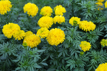 Beautiful marigold flower in the garden