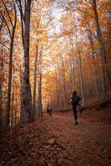 Obraz premium Autumn path adorned with golden leaves