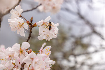 A bee visits pinky-white blooms.