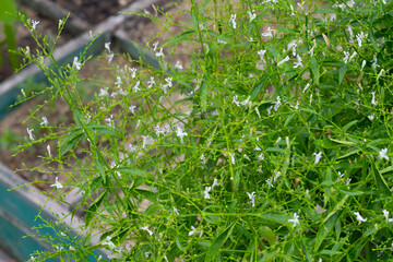 Andrographis paniculata plant in the garden