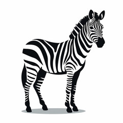 zebra illustration isolated on white  - obrazy, fototapety, plakaty
