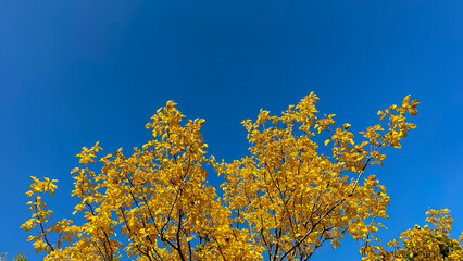 yellow leaves