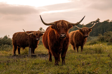 Highland cows - 668369350