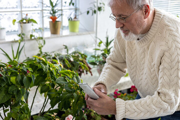 Mature senior with grey hairs makes a photo of poinsettia flowers with his smartphone mobile phone at home 