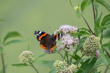 Admiral auf Blüte