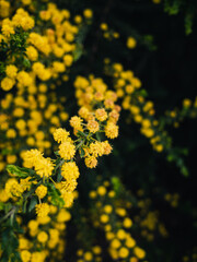 Yellow wattle flower