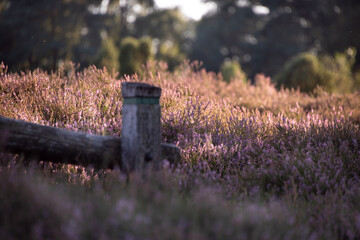 Obraz premium Heideblüte