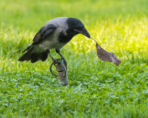 A Crow is Sitting on an Inactive Sprinkler and Holding a Rusty Fallen Leaf in Its Beak