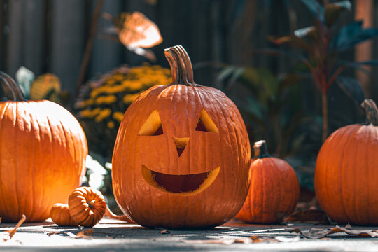 Halloween. Happy Jack o lantern face.
Pumpkin on Halloween party. Smiling Jack-o'-lantern. Decoration Idea for Home, house on halloween. Autumn or fall season. Wooden fence on background. Sunny day