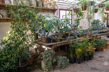 Private shop, garden center, store of decorative houseplants, flowers, pots. Potted plants standing on shelves and hanging from ceiling. Cozy workplace with variegated plants for home gardening