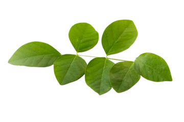 Green leaves of Blue pea, Darwin pea, Aparajita,  Asian pigeonwings or Clitoria ternatea aka butterfly pea  flower isolated. Shallow depth of field, selective focus. 