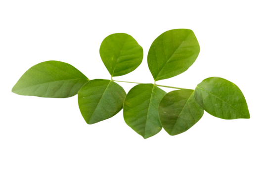 Green leaves of Blue pea, Darwin pea, Aparajita,  Asian pigeonwings or Clitoria ternatea aka butterfly pea  flower isolated. Shallow depth of field, selective focus. 