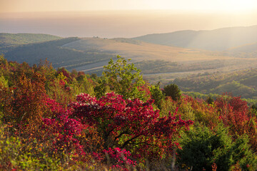 beautiful views of hilly landscapes with Christmas trees and red trees in autumn, springtime.