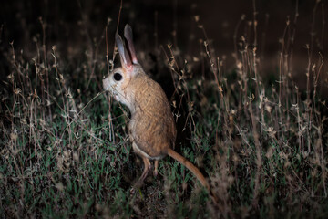 Great jerboa (Allactaga major) during night activities in natural habitats of Betpak-Dala desert