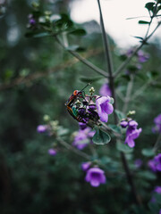 Insect on a flower