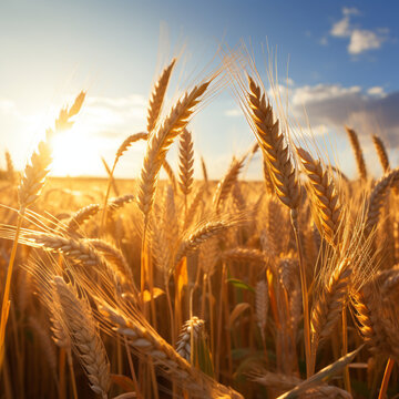 Fondo natural con detalle y textura de espigas de trigo dorado con cielo azul