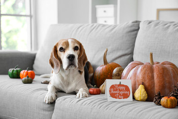 Cute Beagle dog with pumpkins and card for Thanksgiving Day on sofa at home