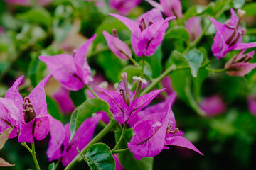 Fototapeta premium Flores 