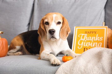 Cute Beagle dog with pumpkins and card for Thanksgiving Day on sofa at home