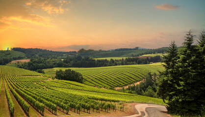 Vineyard at sunset