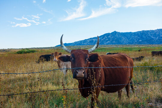 Cows, one with long horns, looking at the camera in the eastern sierra nevada mountains in Lone Pine, California